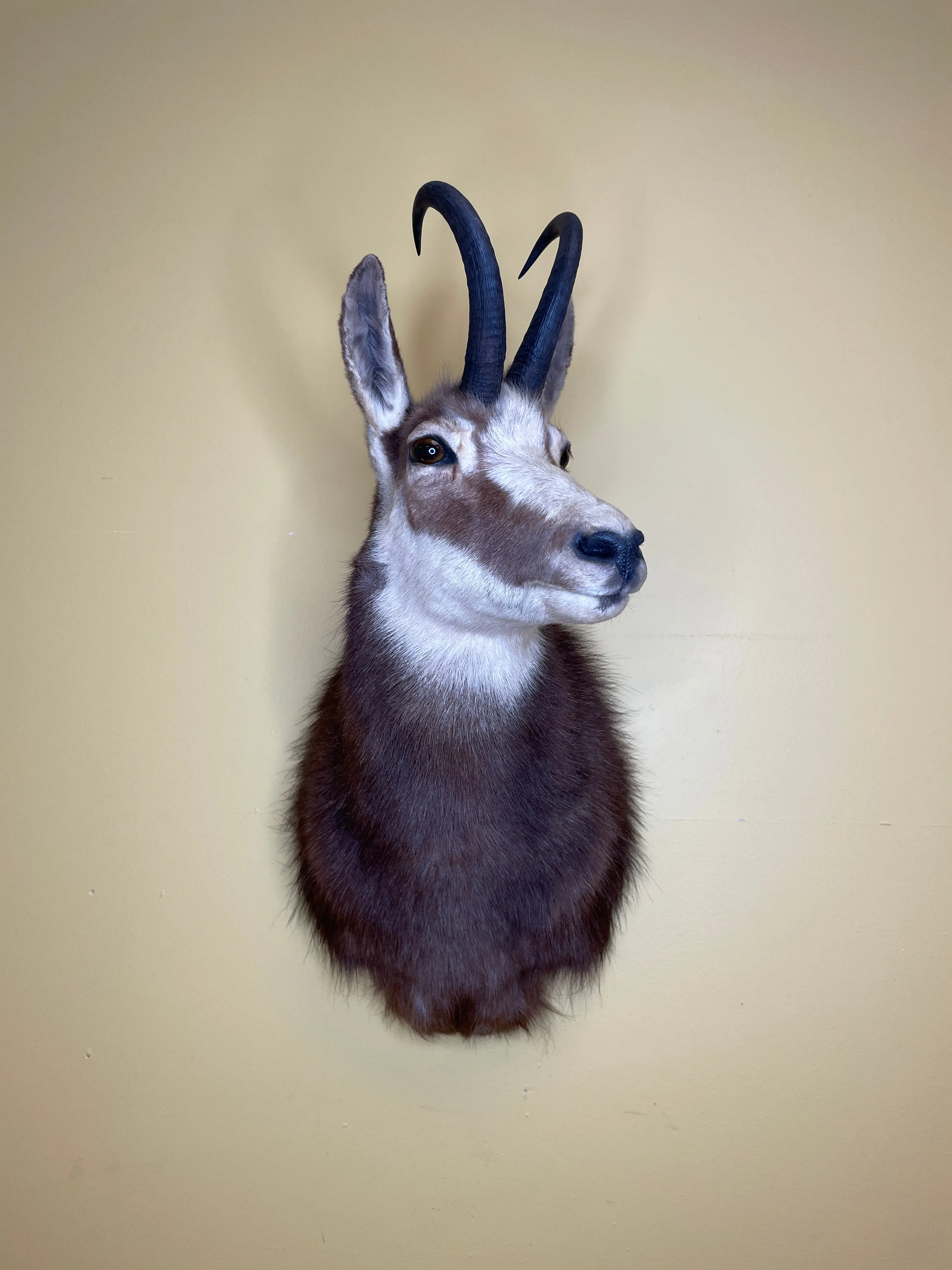 Taxidermy Chamois Alpine Goat Antelope Mount