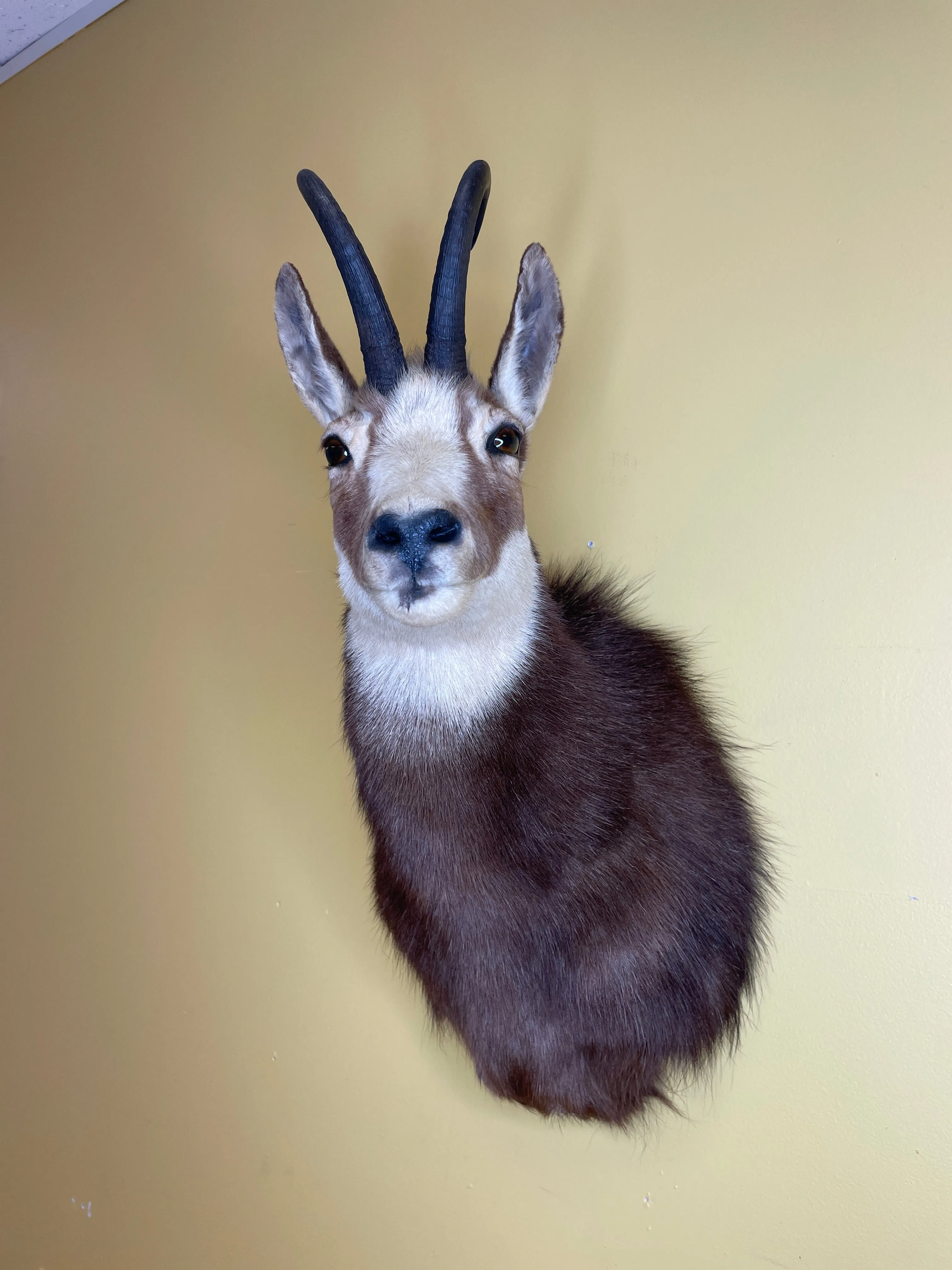 Taxidermy Chamois Alpine Goat Antelope Mount