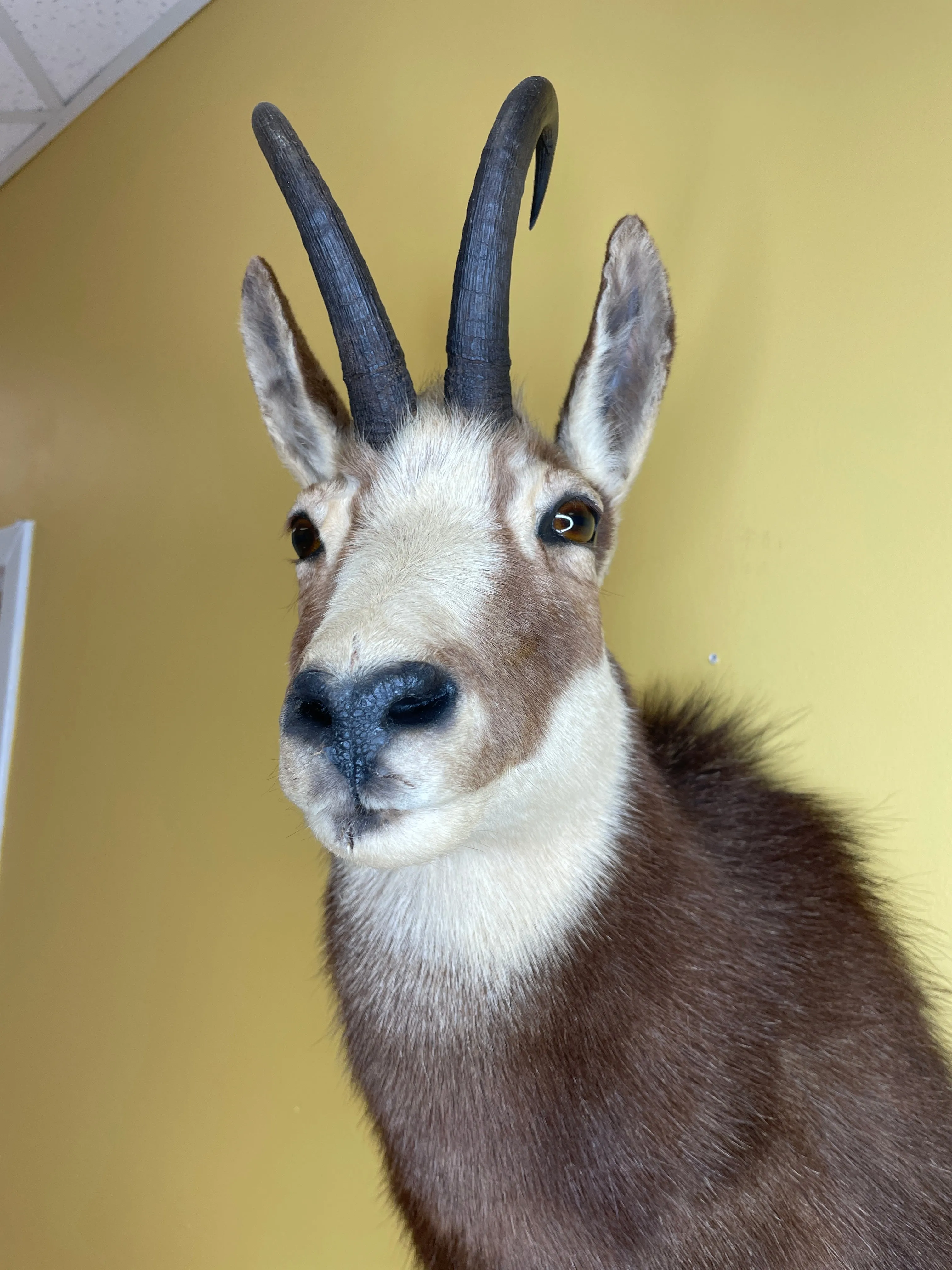 Taxidermy Chamois Alpine Goat Antelope Mount