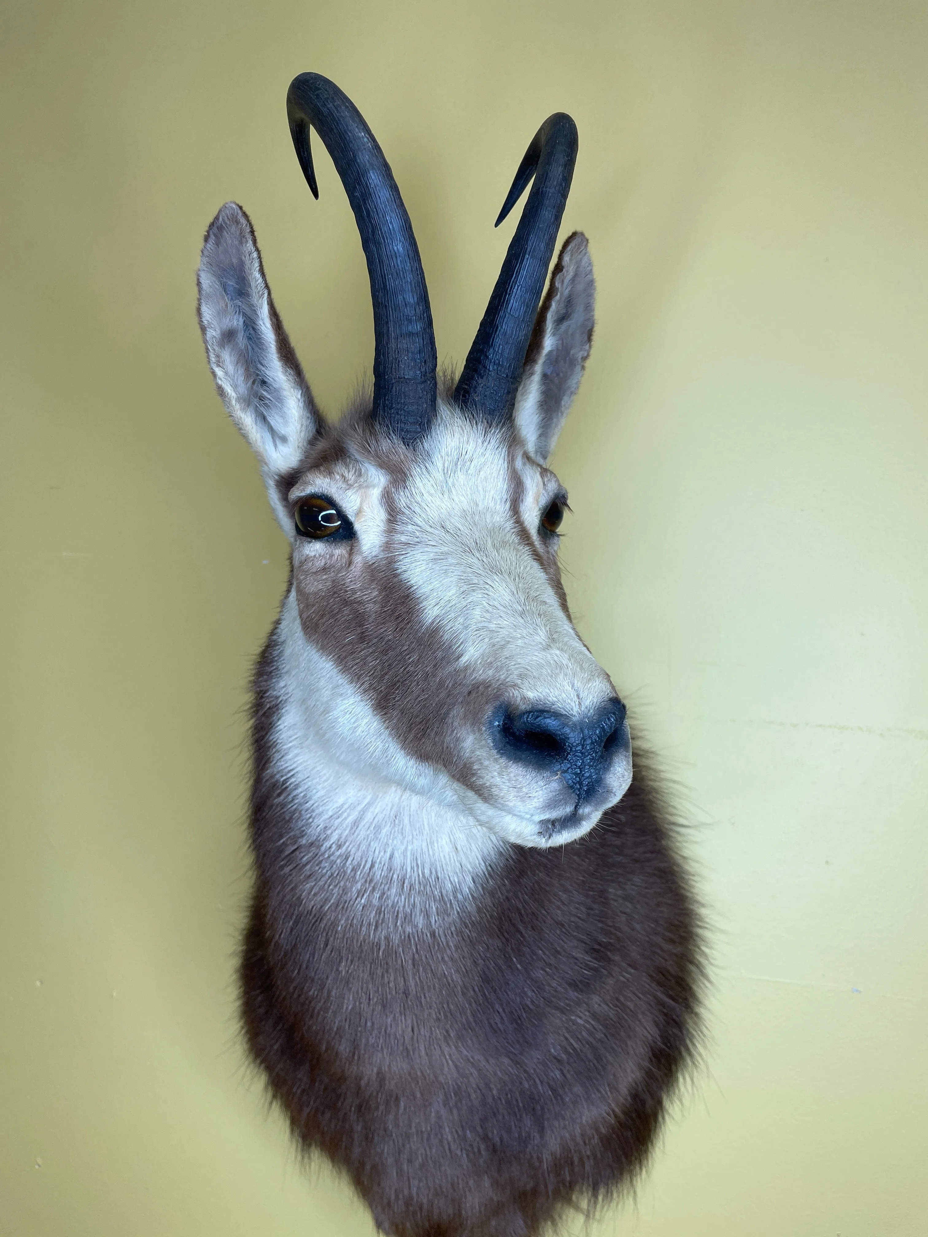 Taxidermy Chamois Alpine Goat Antelope Mount